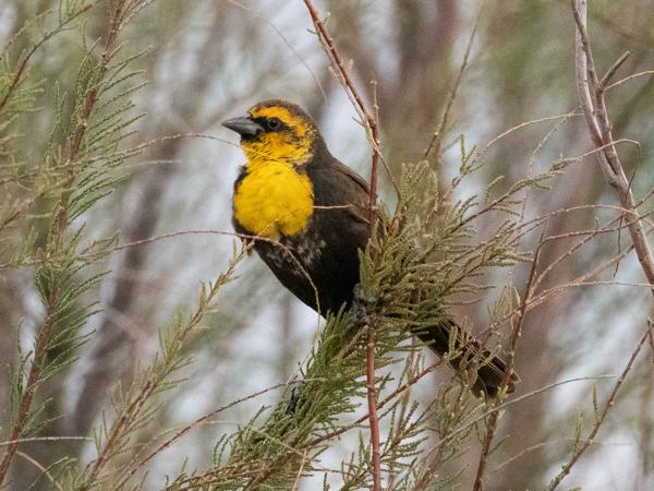 <h3><a href="/trips/Tucson_2023/biota/animalia/chordata/aves/040 passeriformes/124 icteridae/xanthocephalus xanthocephalus/xanthocephalus xanthocephalus-nl.html">Xanthocephalus&nbsp;xanthocephalus</a> / Yellow‑headed&nbsp;blackbird / Geelkoptroepiaal</h3>OM-1 met M.300mm F4.0 + MC-14, 1/2500 sec  bij F5.6, ISO 10000, afstand 17.2&nbsp;m
